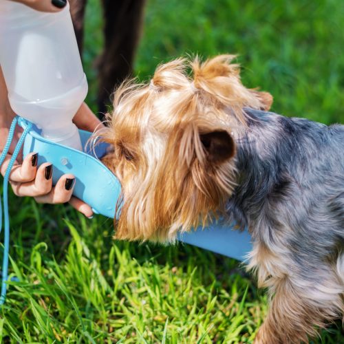 Close view of the owner watering Yorkshire terrier Close view of a woman watering her Yorkshire terrier with grey fur in the nature