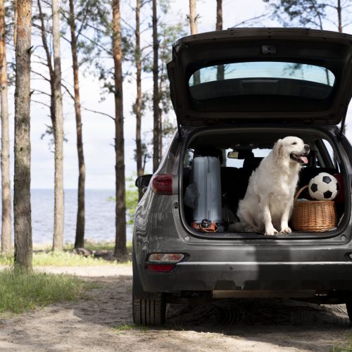 cute-dog-car-trunk cute-dog-car-trunk
