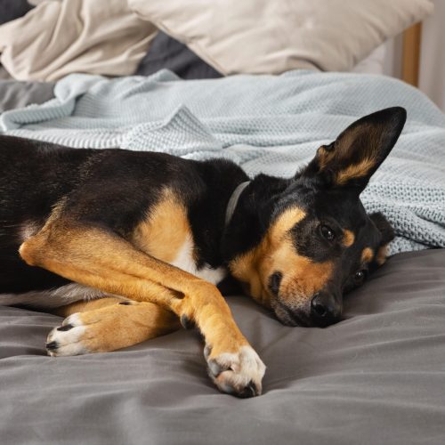 cute-dog-laying-bed cute-dog-laying-bed