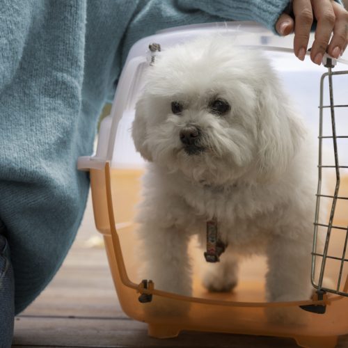 cute-dog-pet-carrier cute-dog-pet-carrier
