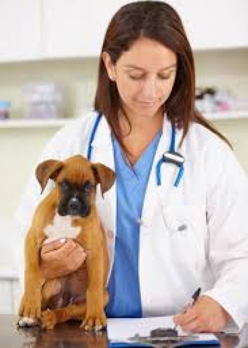 veterinario2 veterinario2